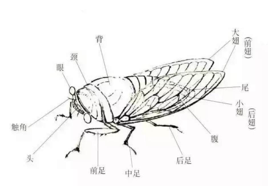 蝉在树上产卵却从地下出来，原因何在？“刨出”的土都去哪了？