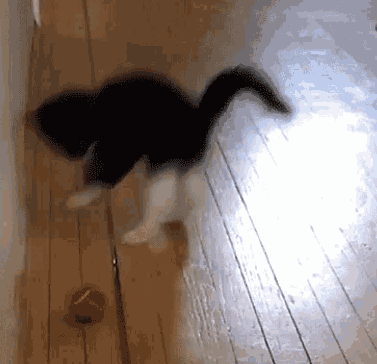 猫咪耳朵热热的，是生病了吗？