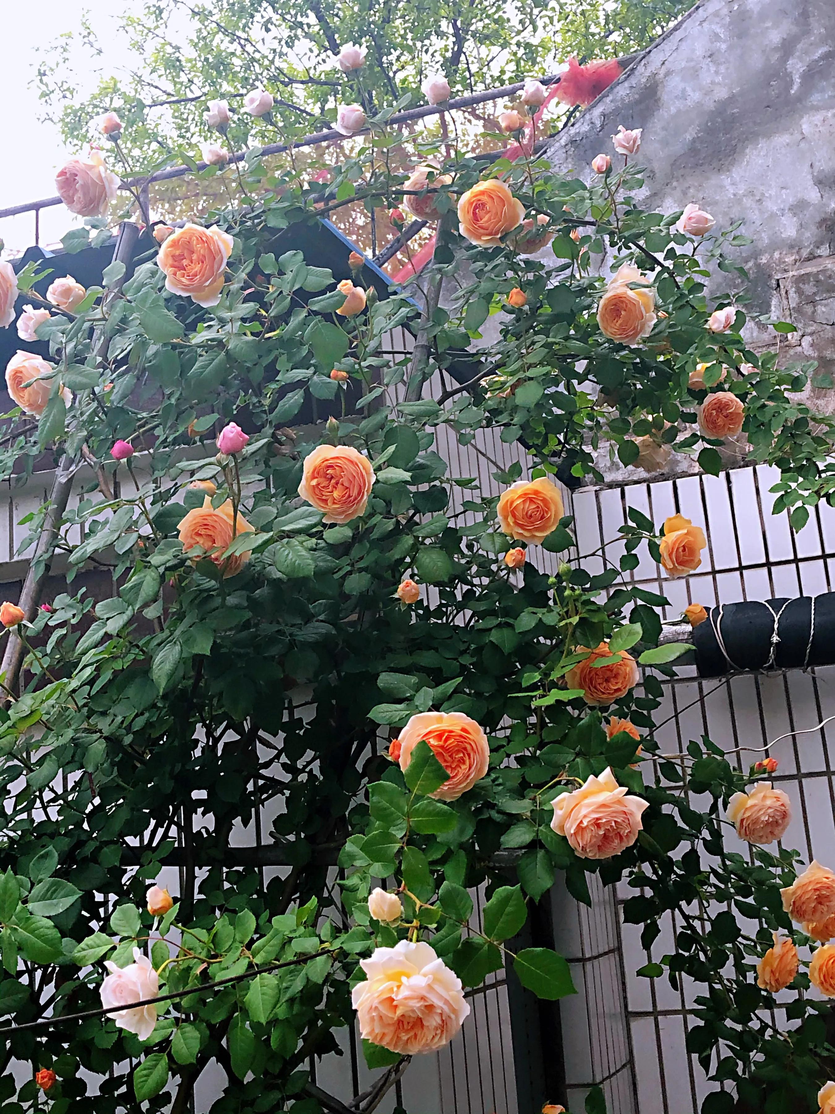 玛格丽特王妃藤本月季 栽培观察日记