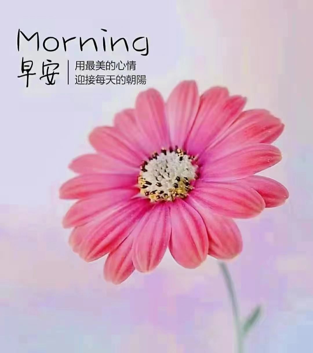 早安问候语 脚步再慢,都没关系,67不负时光,不负自己