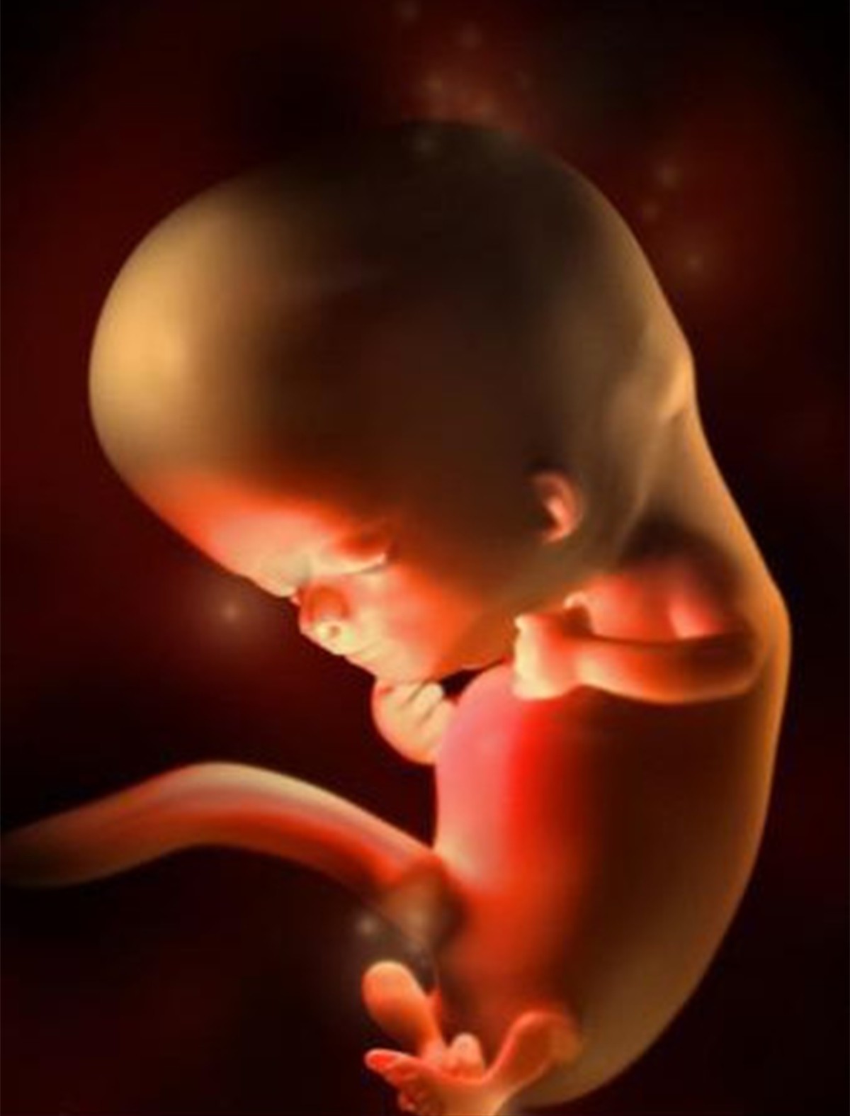 三个月胎儿发育标准图图片
