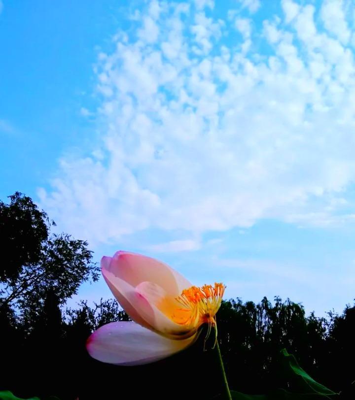 荷花，不负盛开的名分 || 摄影/诗文：李武兵