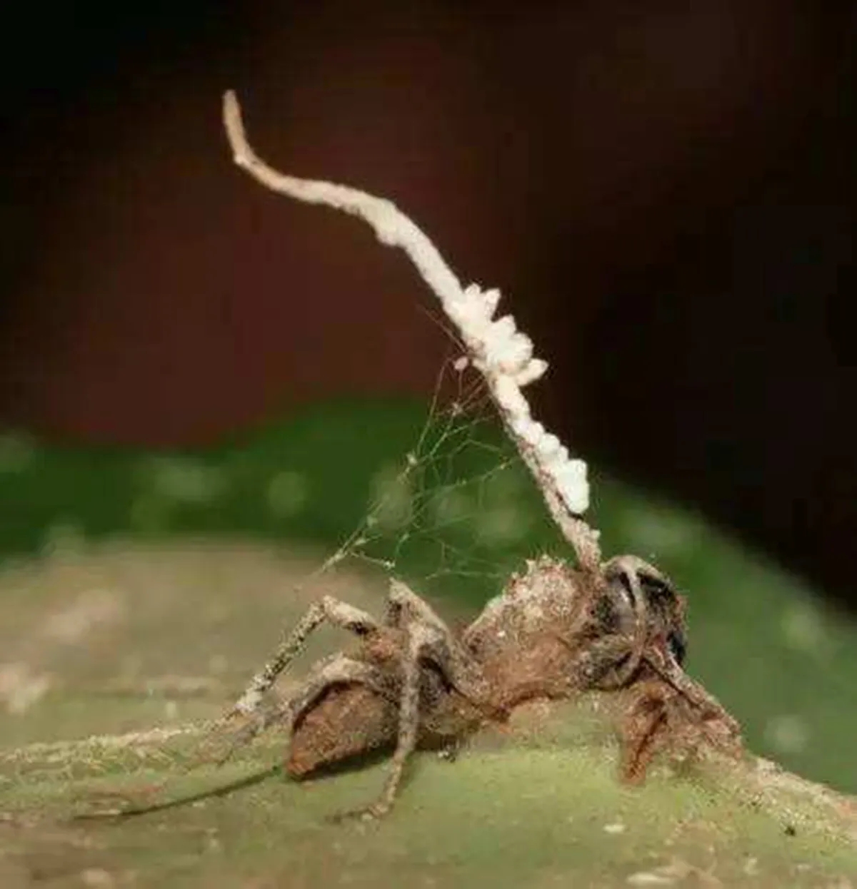 真菌形成僵尸蚂蚁的原因和步骤