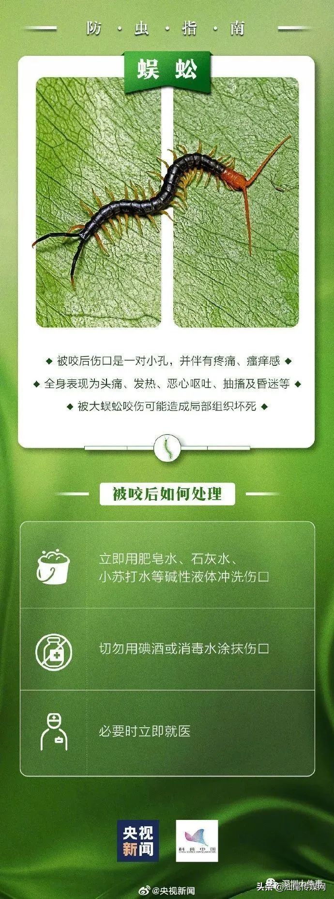 当心这小虫，有人被咬后进急诊！广东户外很常见