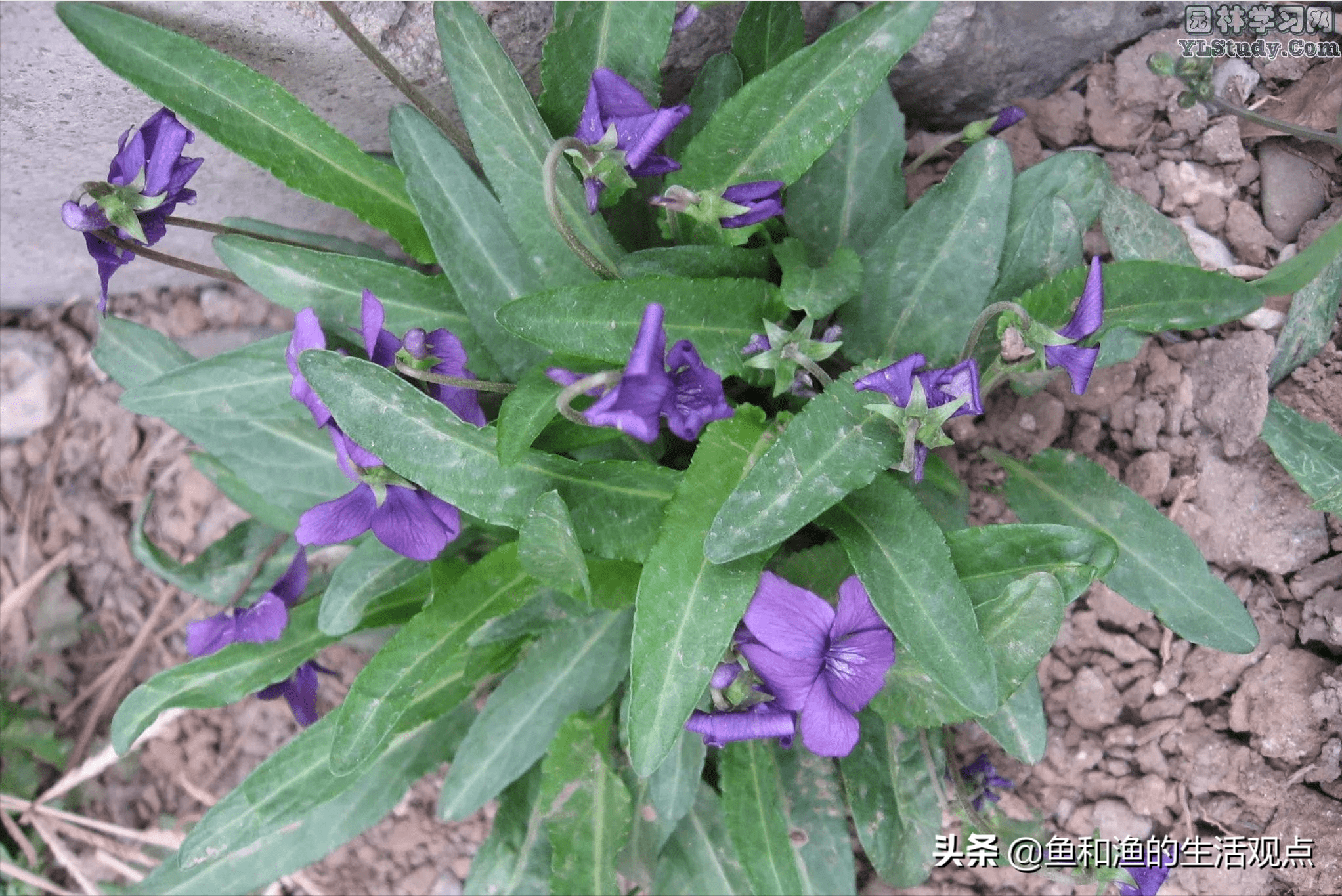 生草药名图片大全(踏春必备) - 赤虎壹号