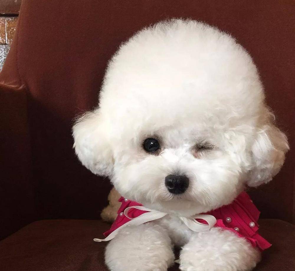 像小公主一样的比熊养过的人才知道它是怎么样的狗狗