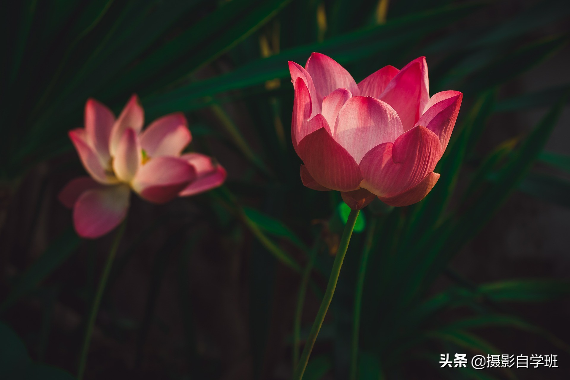 荷叶荷花的图片(两分钟教你8个超好看的荷花摄影技巧)