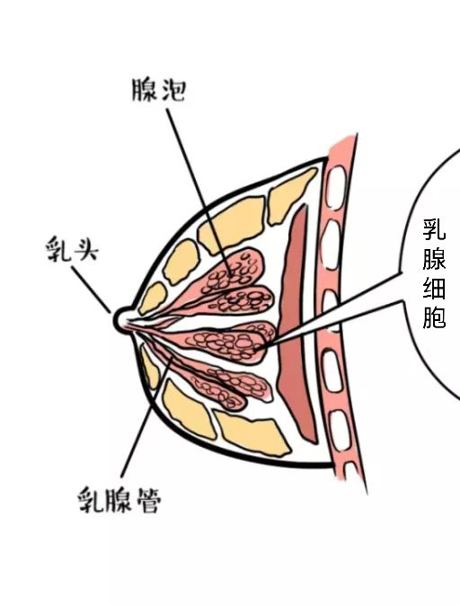 為什麼哺乳後胸部大小會不對稱?其實跟你的這個習慣有關