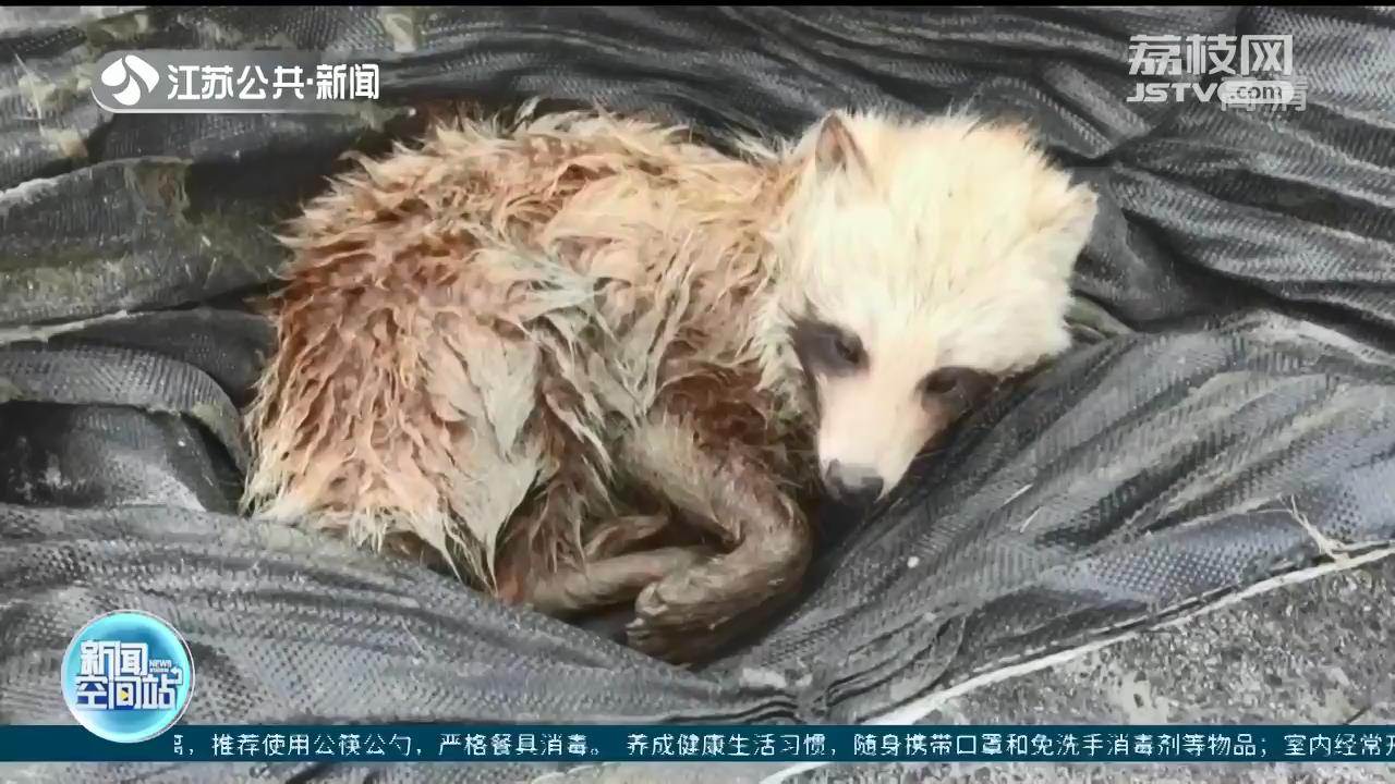 野生貉受困海滩 南通爱心人士救助