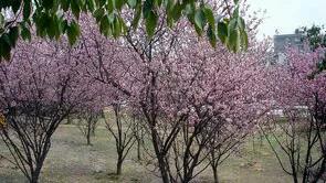 诗词鉴赏：《春望》唐——杜甫