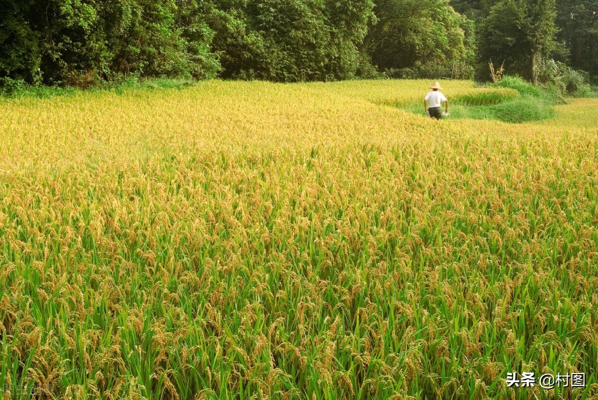 2022年惠農(nóng)政策發(fā)布，有多項(xiàng)補(bǔ)貼出臺(tái)，符合條件的村民都可以領(lǐng)取