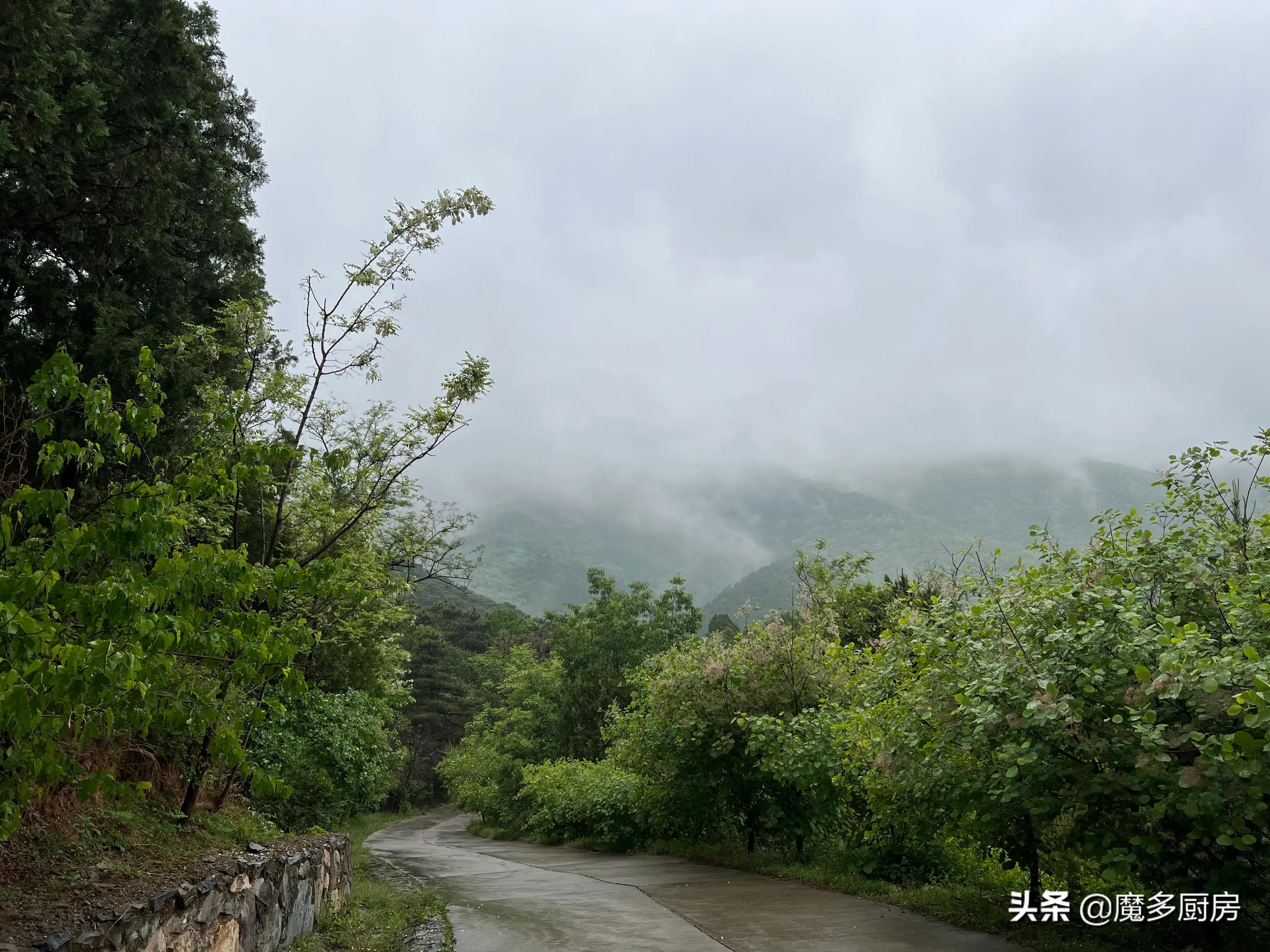 北京香山植物园户外记录，带孩子们雨中山野徒步，感受自然乐趣