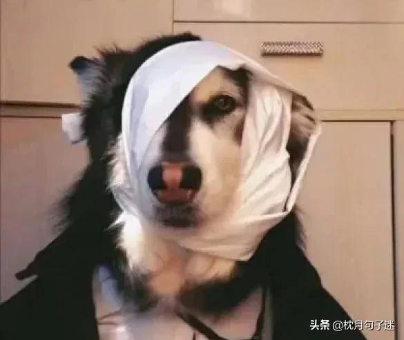 句子库‖一些可爱到爆的沙雕文案