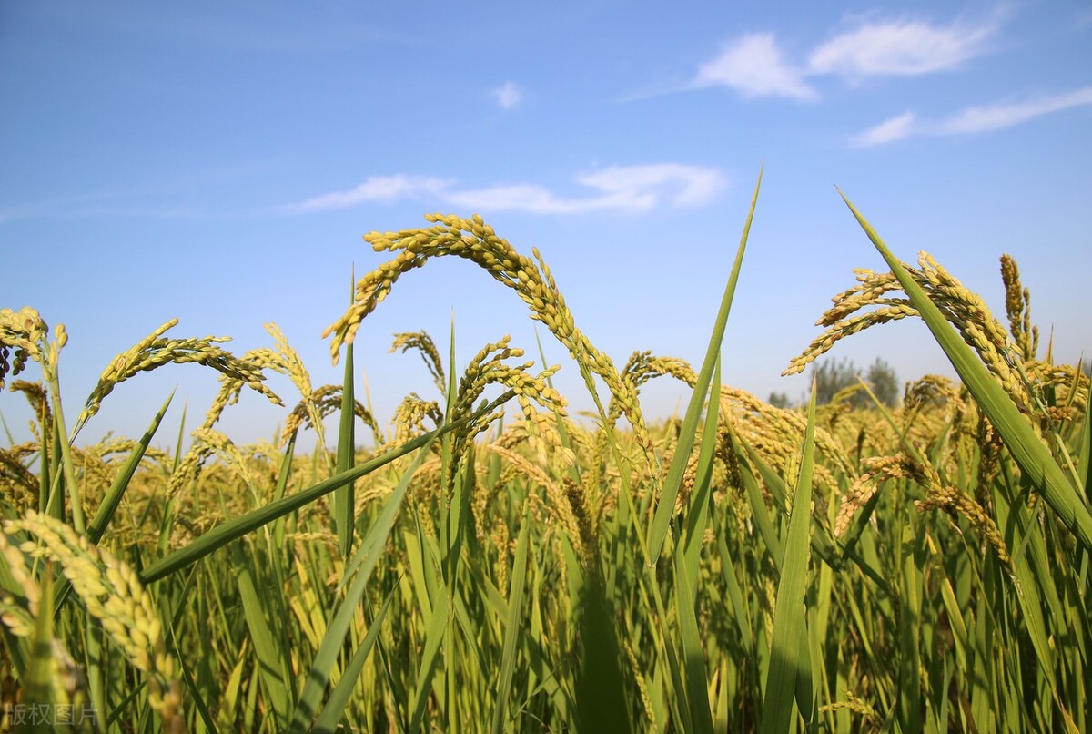 水稻价格最新报价(12月16日国内各地稻谷价格发布) - 价格百科