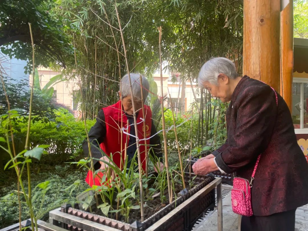 耶！养老院里的开心农场