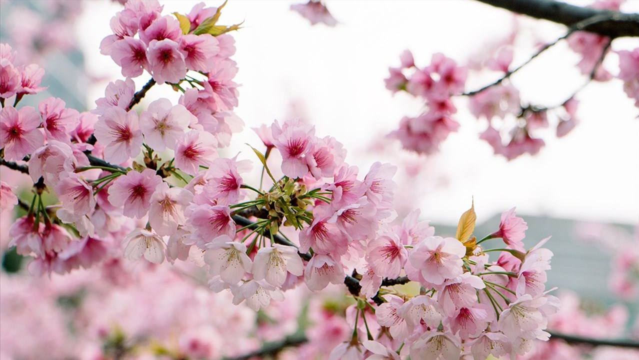 12首关于樱花的古诗词：樱花烂漫，堆云叠雪，千株万片绕林垂