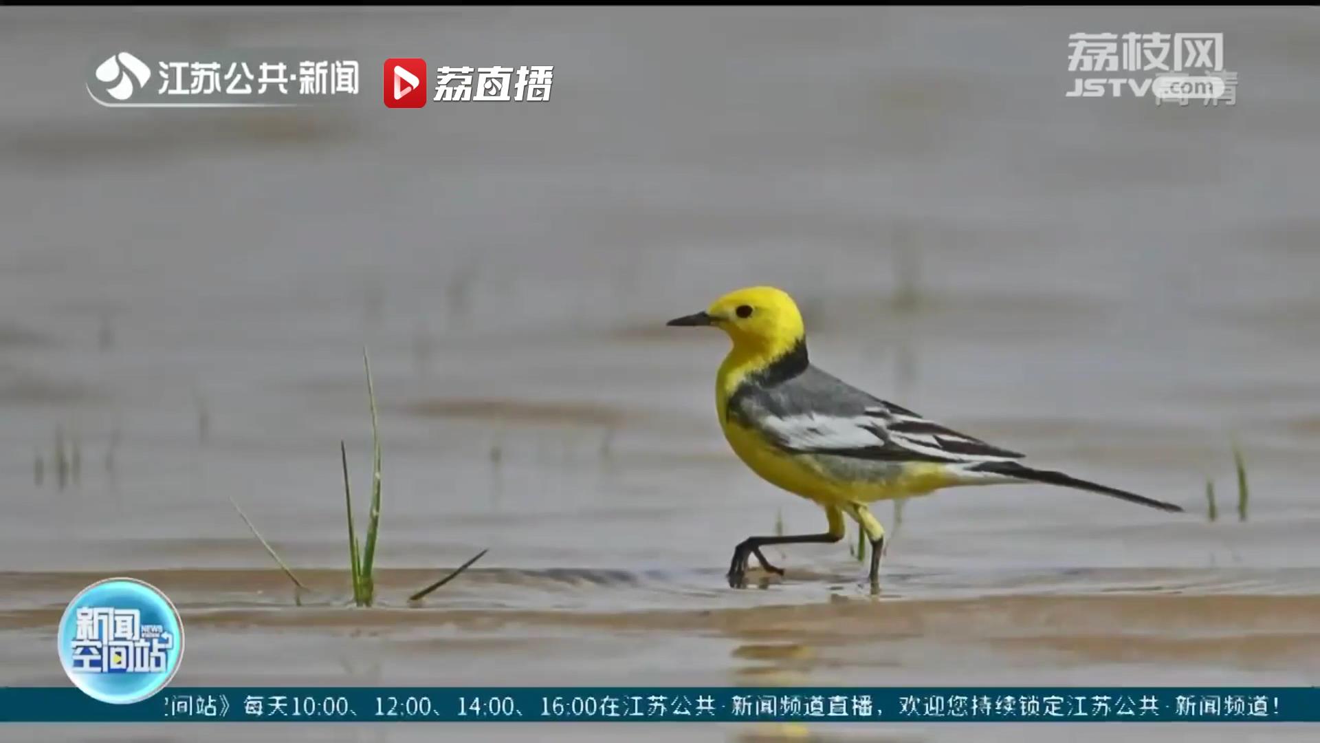 「江苏省爱鸟周」江苏鸟类“朋友圈”又扩容 已达468种