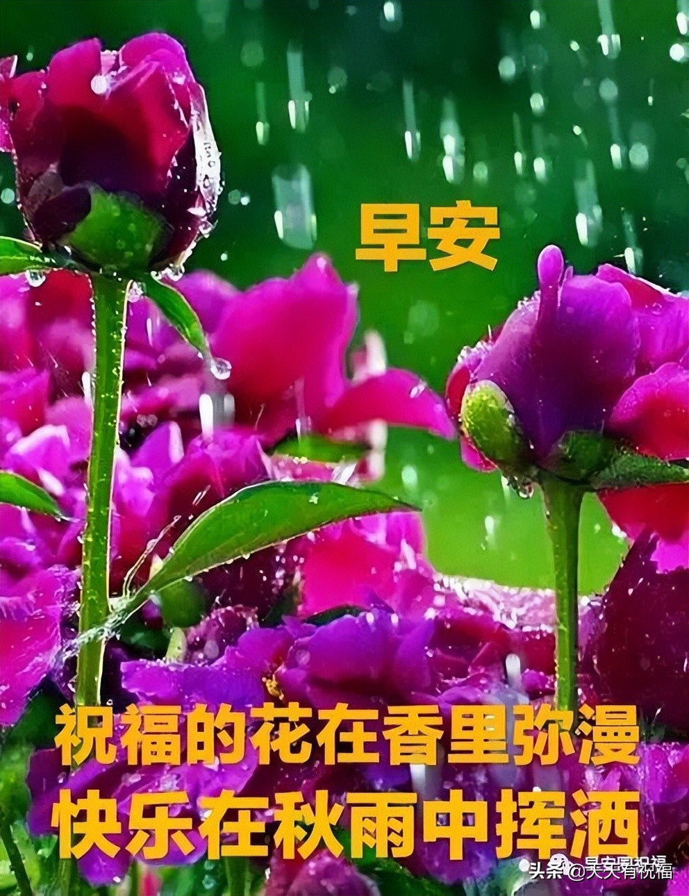 唯美暖心祝福短句图片(清晨唯美漂亮祝福图文短句)