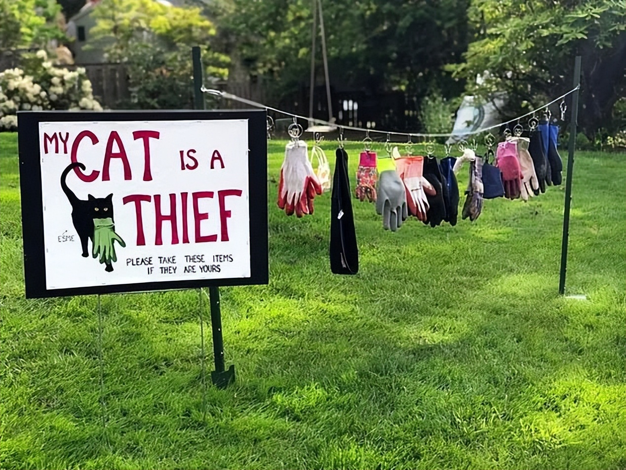 主人没饭吃，猫猫真的会抓鱼报恩吗？