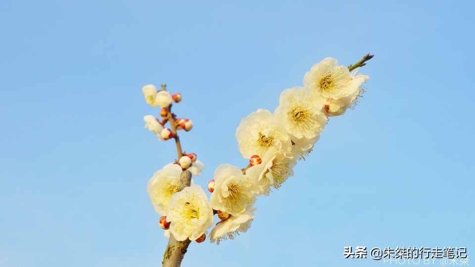 冬日最令人惊艳的盛景之一 似雪非雪、暗香浮动 春节千万不可错过