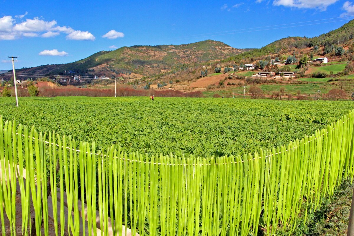 宾川贡菜断崖式下跌,种植户"心慌"吗?