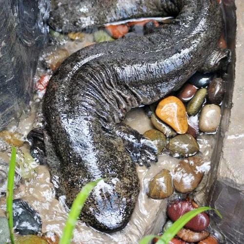 amander,andrias davidianus,脊索动物门两栖纲有尾目隐鳃鲵科大鲵属