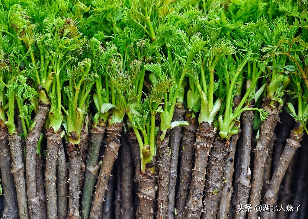 50种野菜大图片，教你认识不同的野菜和吃法，你想要的野菜这里有