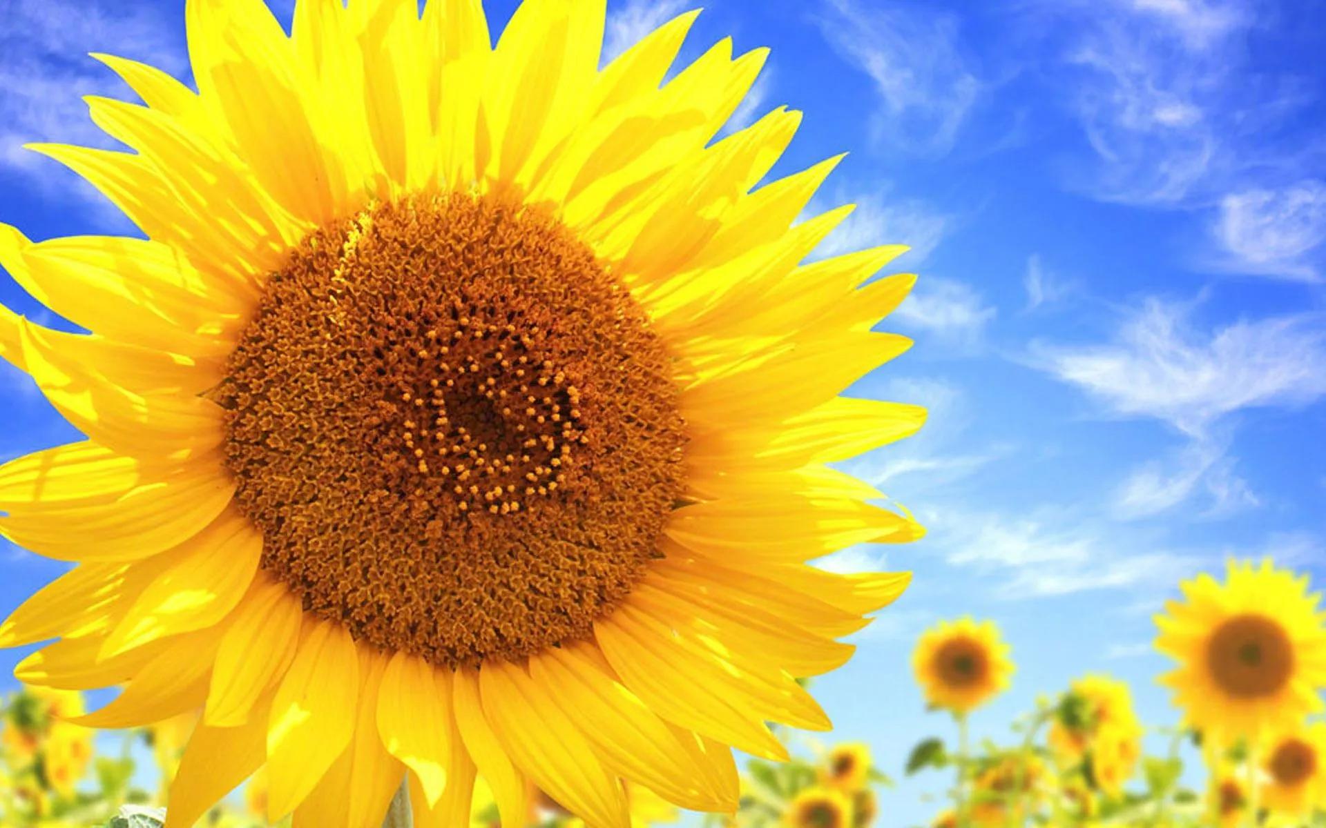 每天像向日葵一样向阳而生