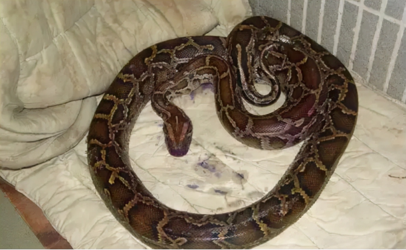 96年海南巨蟒:为报恩当起"保姆",帮主人致富,还能照顾孩子