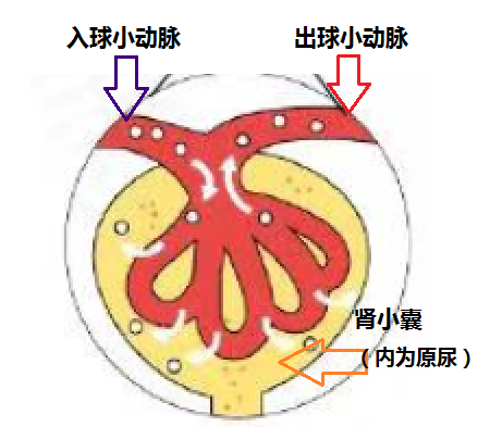 远离糖尿病肾病，从您点开这篇文章开始