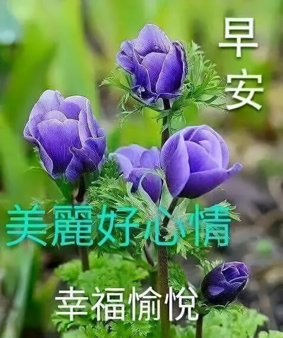 早上好图片 早晨好祝福语 天天开心、知足常乐 人生只有走出来的美丽图片