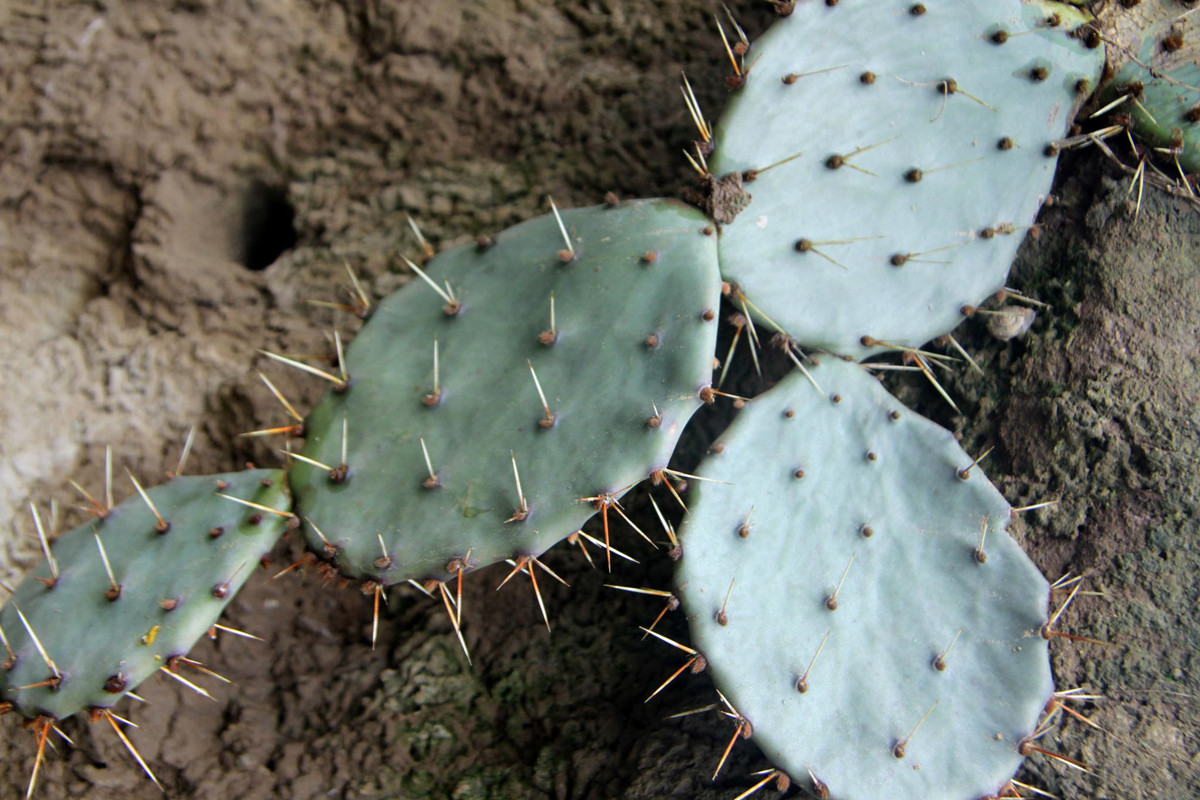 无嘴骆驼多少钱一条长满尖刺的仙人掌