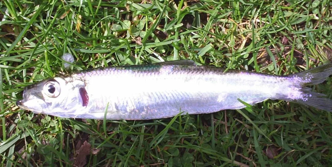 鱼儿身上的铠甲——鱼鳞还可以吃！说说它的一些有趣故事