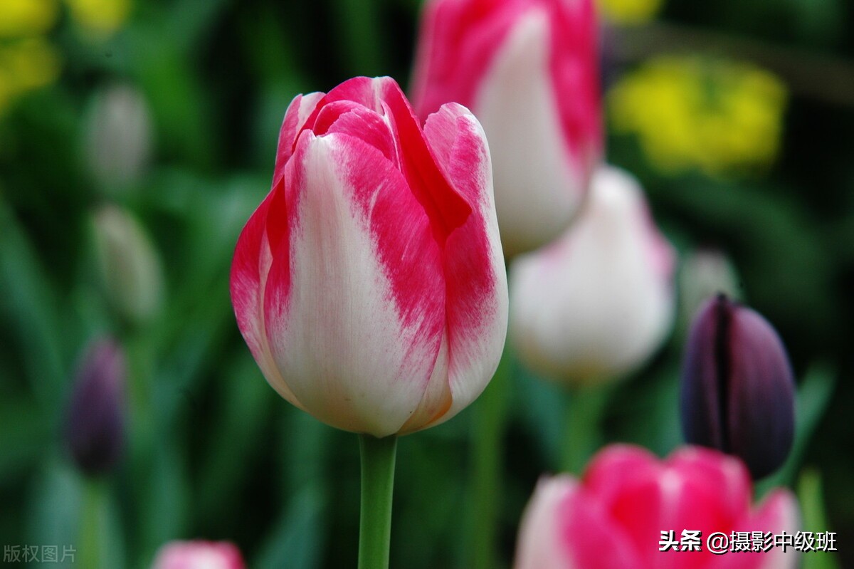 拍花的3大忌諱，破壞了照片效果，郁金香攝影的低級錯誤