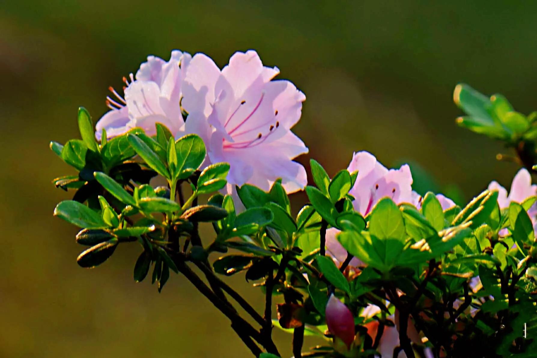 春鹃杜鹃-黄,白,粉,红,紫五彩缤纷,色彩斑斓,艳丽夺目