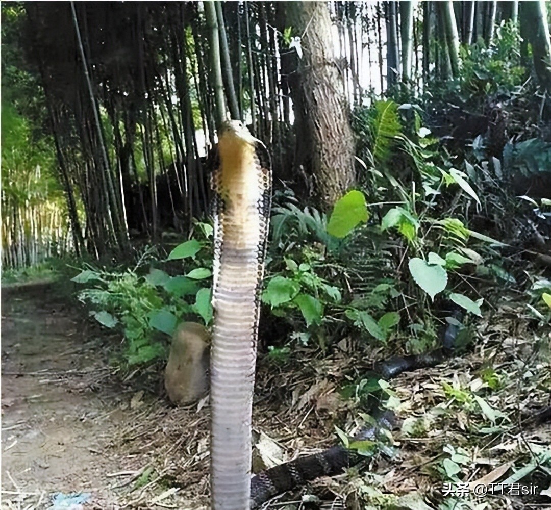 ����Ů�����ſڳ���һ���۾����ߣ�Ϊʲô�۾����߻ᵽ������У�