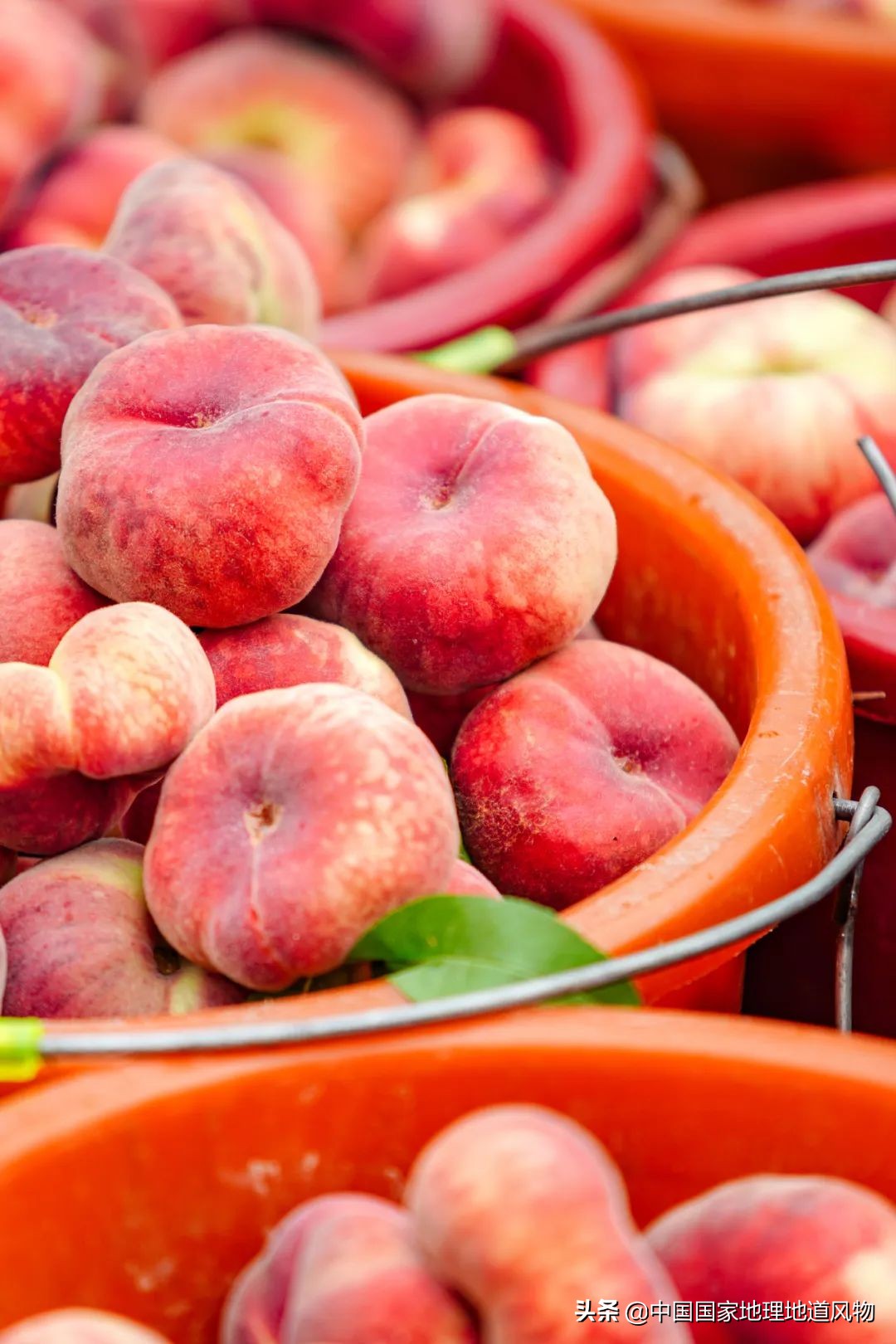中國究竟哪里的桃桃桃桃最好吃？