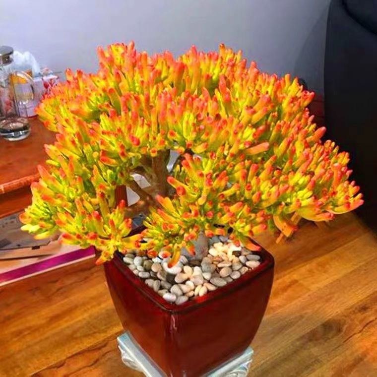 多肉开花是好兆头 旺财十大多肉-诚智百科网