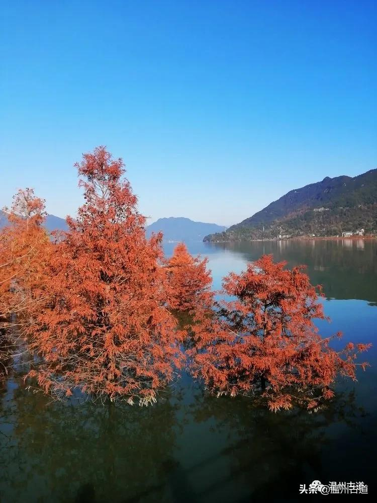 层林尽染，斑斓湖水，美如仙境的长潭湖红杉林