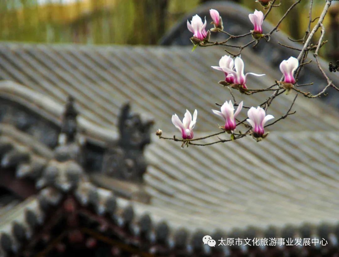 线上展览|“山河春意 锦绣太原——花的世界”主题摄影线上图片展（九）