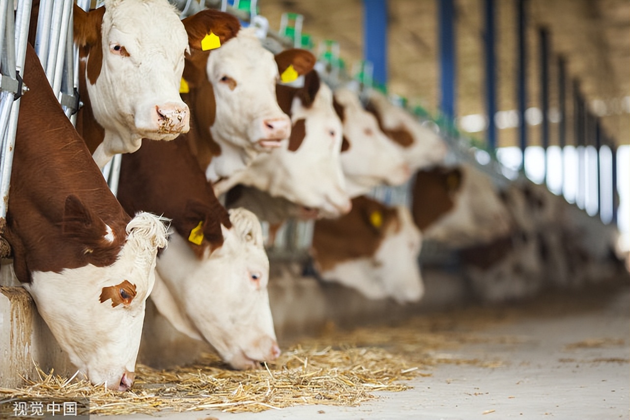 育肥牛的饲喂方法,肉牛饲料配制及配方,养牛喂什么快速长肉?