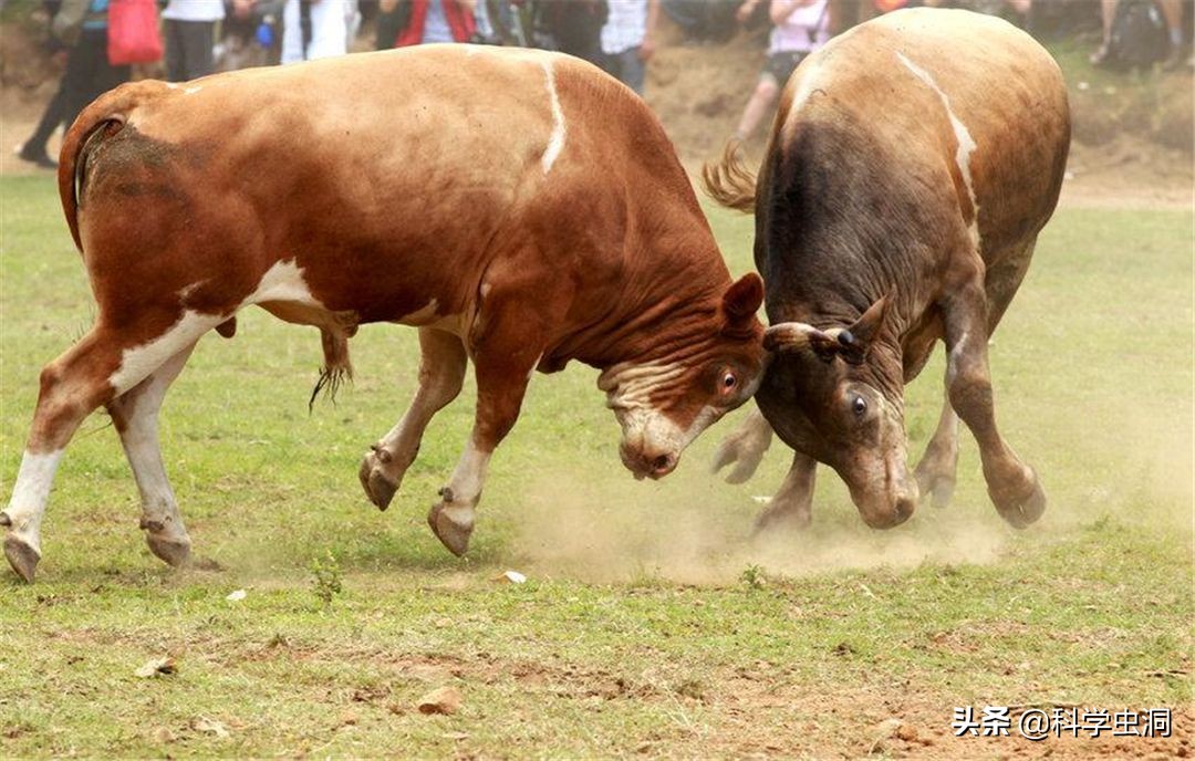 牛4个胃的图片大全(为什么要在牛身上开个洞) - 赤虎壹号