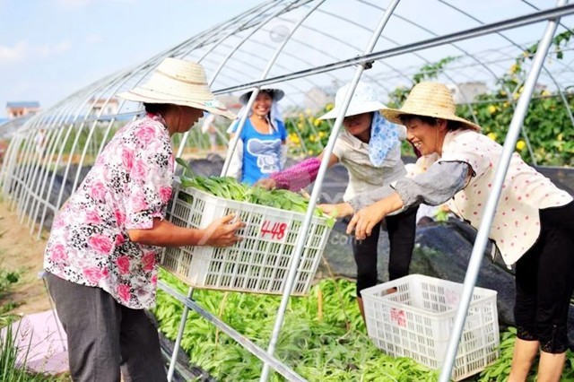 哭泣的乡村：一个中国农大研究生的回乡日记