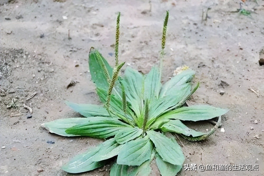 生草藥名圖片大全(踏春必備) - 赤虎壹號