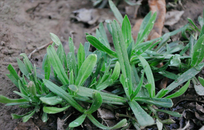 野菜圖片大全及名字和功效(常見可食用野菜分享) - 青鳥號