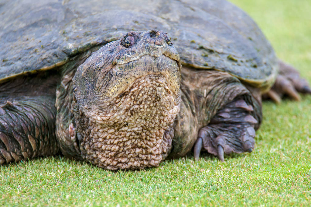 20斤的鳄龟多少钱一只席卷我国