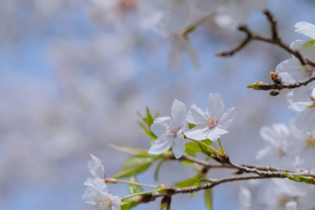 浙大樱雨，许你浪漫春光！每一张都可以做壁纸