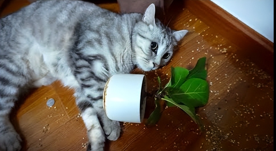 主人没饭吃，猫猫真的会抓鱼报恩吗？