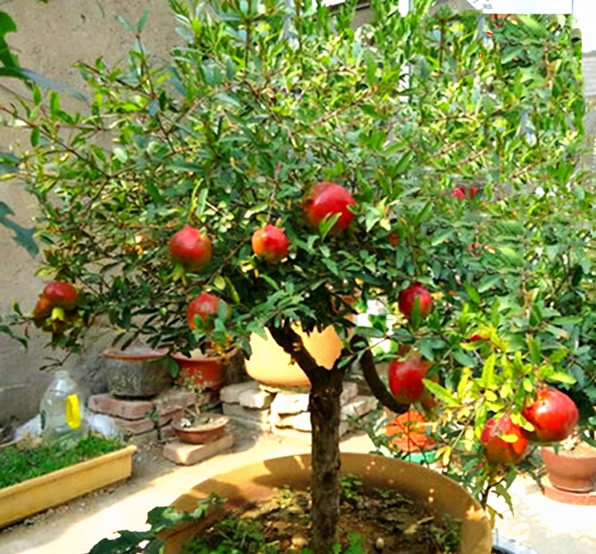 屋后种什么树有靠山（七种吉祥树屋后种一棵实用又旺家）