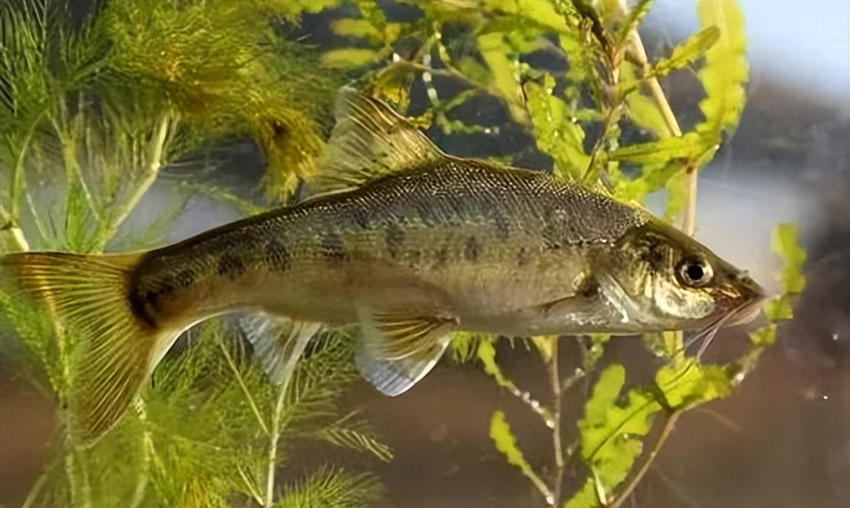 云南土著鱼类云南六大名鱼和10余种特色鱼类